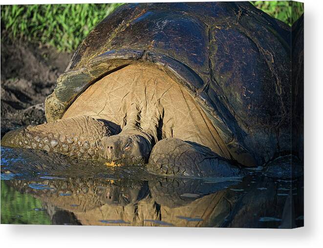 Galapagos Canvas Print featuring the photograph Galapagos Giant Tortoise in the Mud by Joan Carroll
