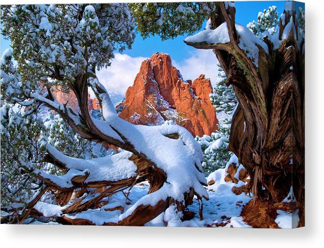 Pikes Peak National Forest Canvas Print featuring the photograph Garden of the Gods framed by Juniper trees by John Hoffman