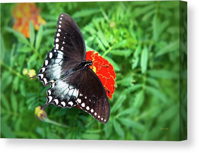 Butterfly Canvas Print featuring the photograph Garden Spice Butterfly by Christina Rollo