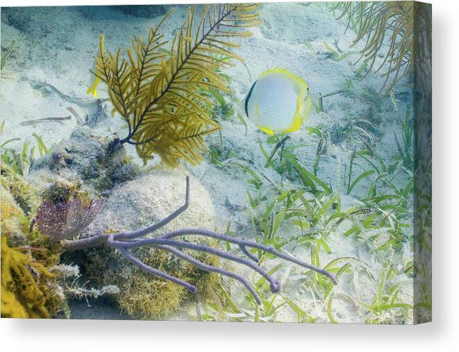 Animals Canvas Print featuring the photograph Garden Spot by Lynne Browne