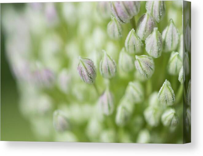 Garlic Canvas Print featuring the photograph Garlic flower by Andrew Lalchan