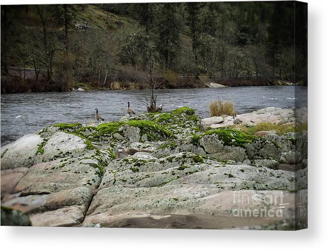 Geese Canvas Print featuring the photograph Geese on the Rogue River IV by Theresa Fairchild