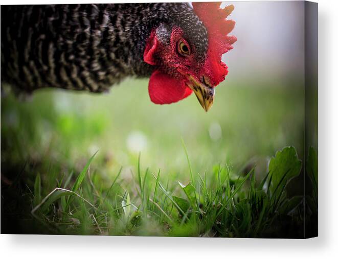  Canvas Print featuring the photograph Gentle Hen by Nicole Engstrom