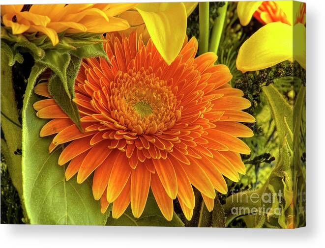 Daisy Canvas Print featuring the photograph Gerbera by Paolo Signorini