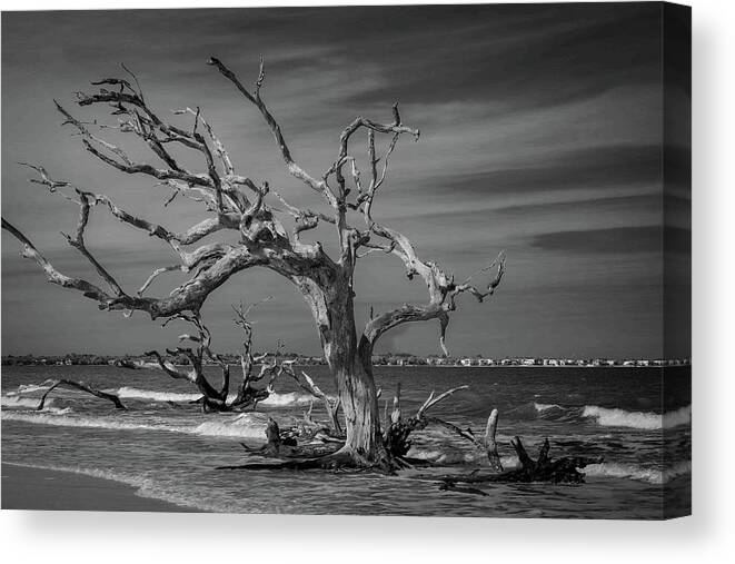 Monochrome Canvas Print featuring the photograph Ghost Tree by Stephen Sloan