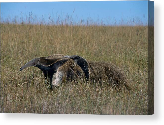 Anteater Canvas Print featuring the photograph Giant anteater (Myrmecophaga tridactyla) w. baby on its back; Serra da Canastra Nat''''l Park, Brazil by Kevin Schafer