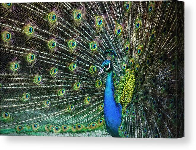 Peacock Canvas Print featuring the photograph Glamour by Andrew Paranavitana