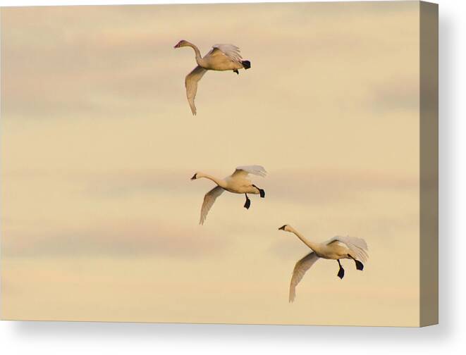 Tundra Swans Canvas Print featuring the photograph Gliding Among the Pastel Clouds by Beth Venner