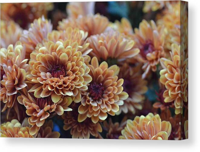 Flower Canvas Print featuring the photograph Glowing Buds by Amy Fose