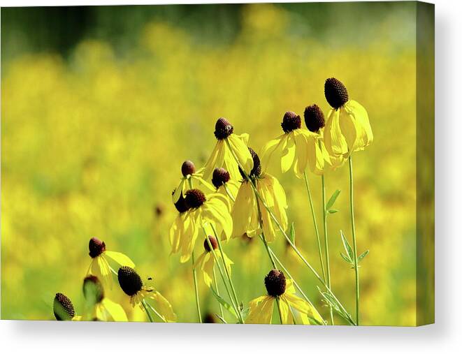 Nature Canvas Print featuring the photograph Glowing Golden Prairie by Lens Art Photography By Larry Trager
