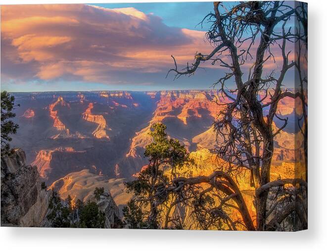 Arizona Canvas Print featuring the photograph Gnarled juniper on Canyon Rim by Jeff Folger