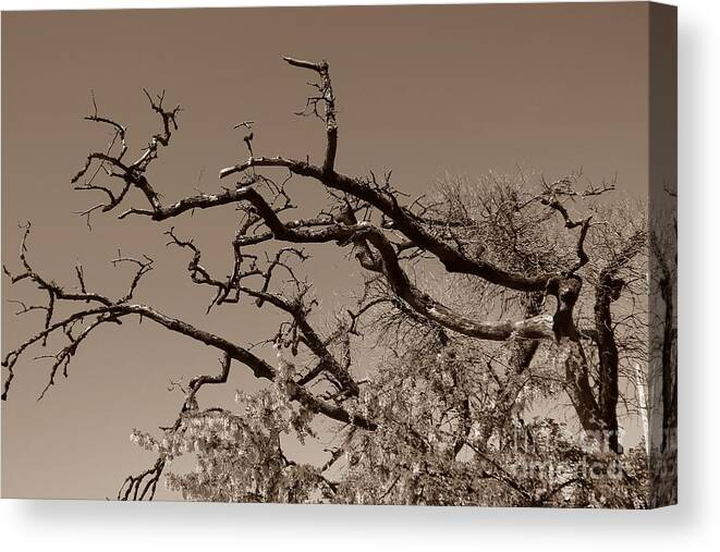 Branches Canvas Print featuring the photograph Gnarled Old Hands by Kimberly Furey