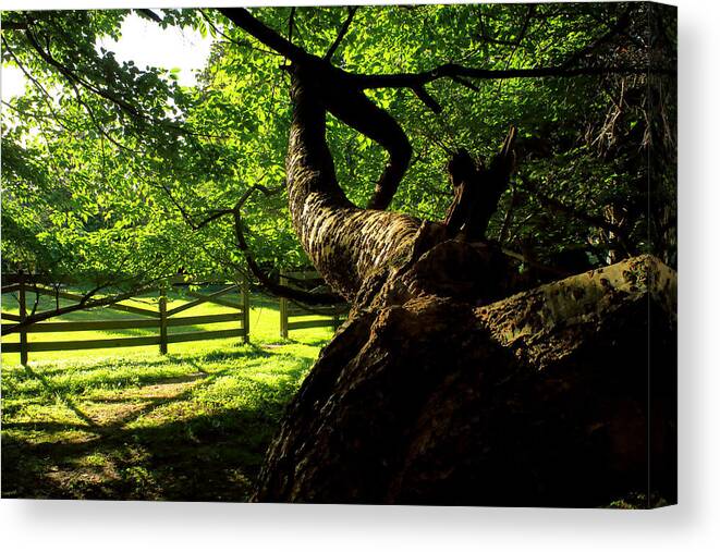 Afternoon Sun Canvas Print featuring the photograph Gnarled Tree and Rustic Fence in Golden Hour by Steve Ember