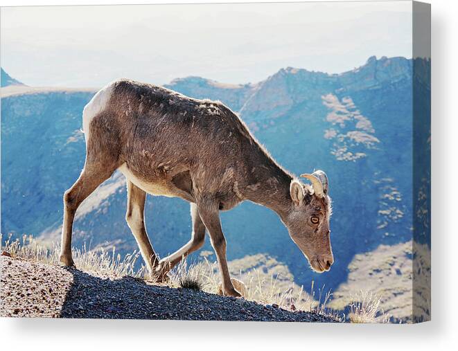 Animal Canvas Print featuring the photograph Goat on a mountain by Nathan Wasylewski