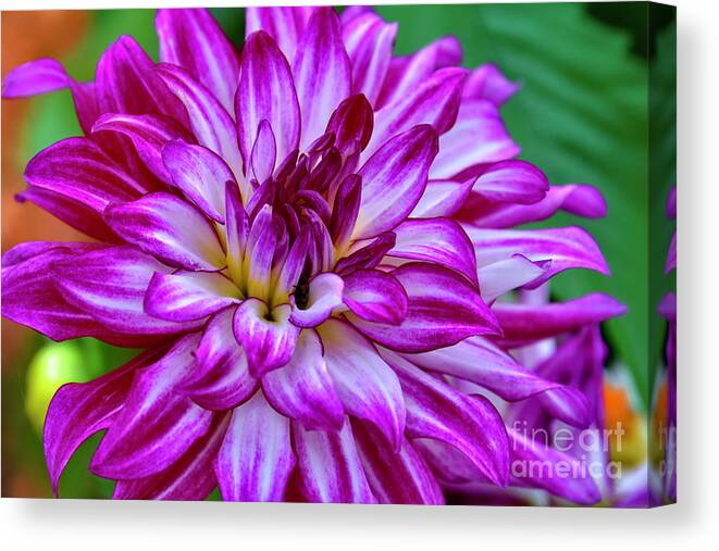 Flower Canvas Print featuring the photograph GoGo Two Tone Dahlia by Diana Mary Sharpton