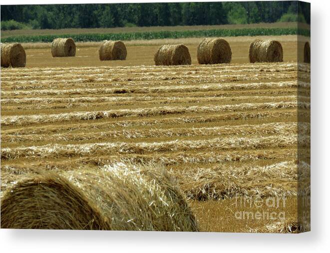 Canada Canvas Print featuring the photograph Golden Harvest by Mary Mikawoz