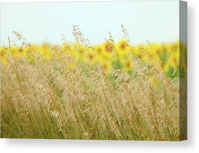 Sunflower Canvas Print featuring the photograph Golden Horizon by Lens Art Photography By Larry Trager