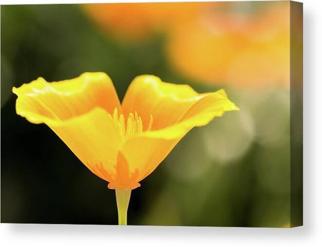 California Poppy Canvas Print featuring the photograph Golden Poppy by Tanya C Smith