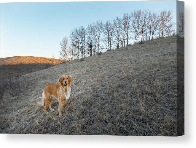 Dog Canvas Print featuring the photograph Golden Retriever On A Hill by Karen Rispin