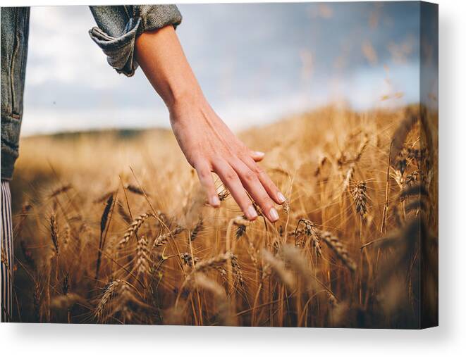 Child Canvas Print featuring the photograph Golden wheat fields by FluxFactory