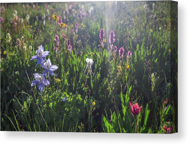 Columbine Canvas Print featuring the photograph Good Morning Mary by Jen Manganello