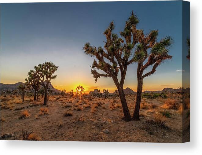 California Canvas Print featuring the photograph Goodnight Joshua Tree by Peter Tellone