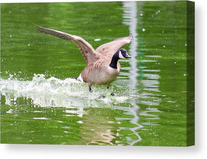 Goose Canvas Print featuring the photograph Goose Taking Flight by Auden Johnson