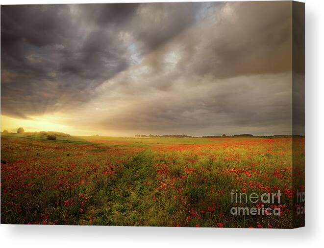 Poppies Canvas Print featuring the photograph Norfolk poppy field sunrise landscape by Simon Bratt