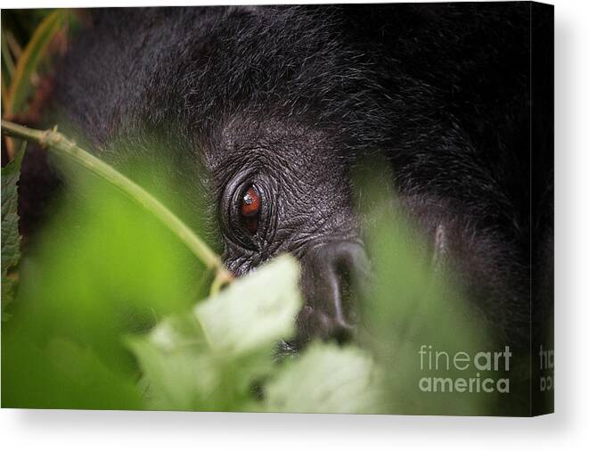 Mountain Gorilla Canvas Print featuring the photograph Gorilla Close-Up by Kate Malone