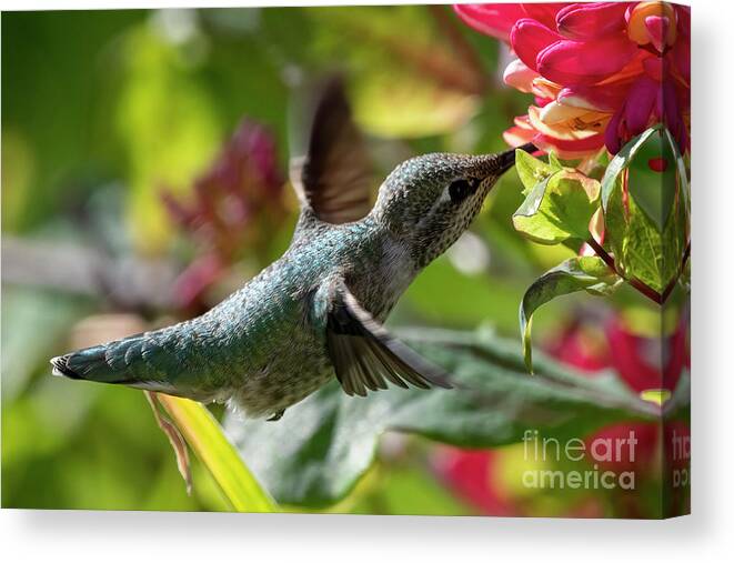 Hummingbird Canvas Print featuring the photograph Grabbing a Sip by Michael Dawson