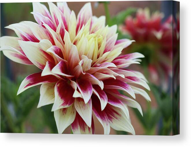 Garden Canvas Print featuring the photograph Gracefully Unfolding II by Mary Anne Delgado