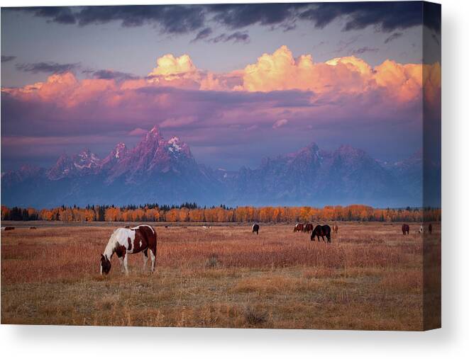 Grand Tetons Canvas Print featuring the photograph Grand Teton Pasture by Wesley Aston