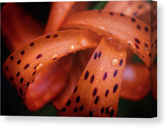 Grasp Canvas Print featuring the photograph Grasp by Scott Norris