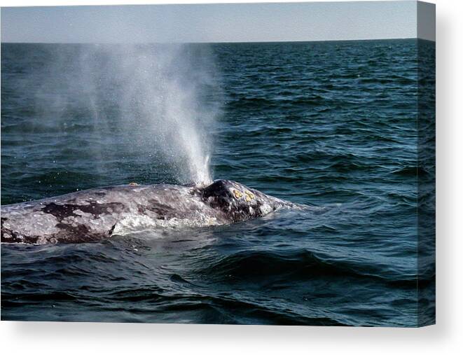 Whale Canvas Print featuring the photograph Gray Whale 4B by Sally Fuller