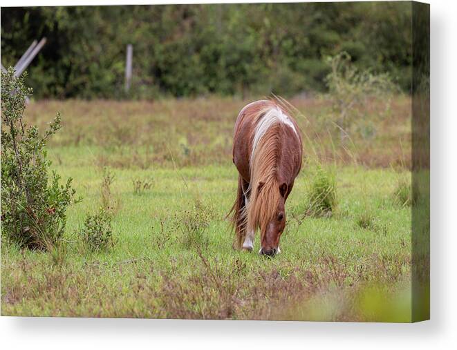 Camping Canvas Print featuring the photograph Grazing Horse #291 by Michael Fryd