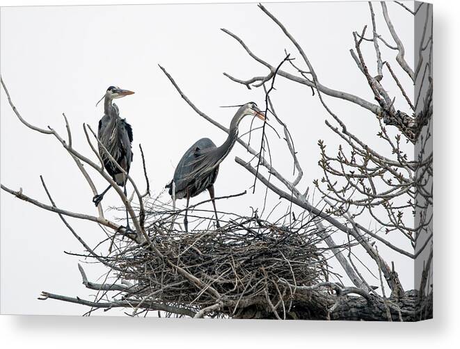 Stillwater Wildlife Refuge Canvas Print featuring the photograph Great Blue Heron 12 by Rick Mosher