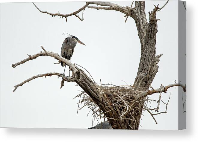 Stillwater Wildlife Refuge Canvas Print featuring the photograph Great Blue Heron 13 by Rick Mosher