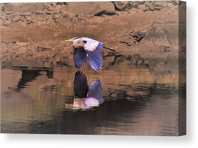 - Great Blue Heron 3 Canvas Print featuring the photograph - Great Blue Heron 3 by THERESA Nye