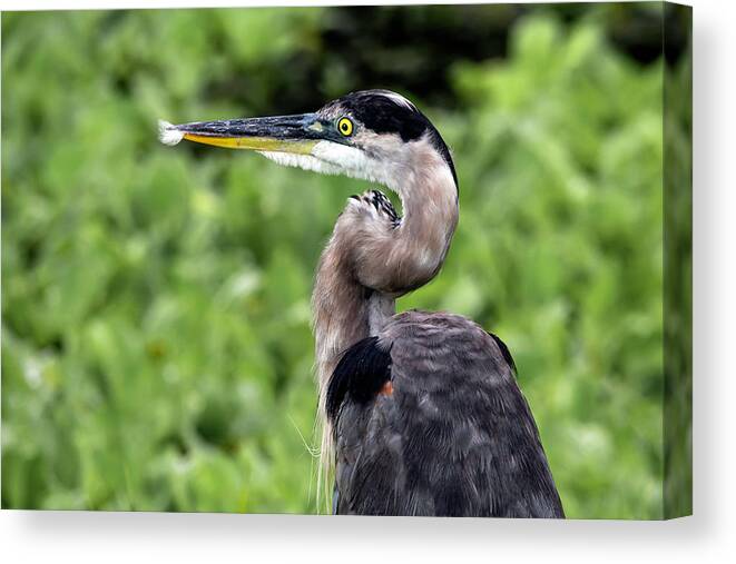 Heron Canvas Print featuring the photograph Great Blue Heron 73A by Sally Fuller