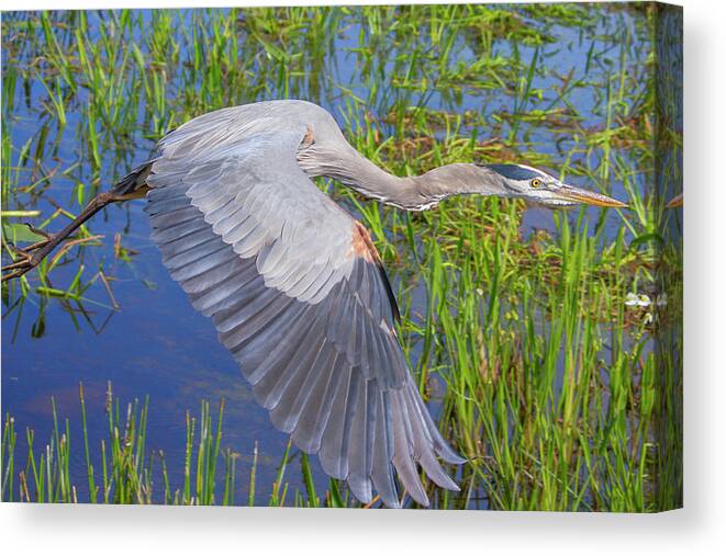 Great Blue Heron Canvas Print featuring the photograph Great Blue Heron Flight by Mark Andrew Thomas