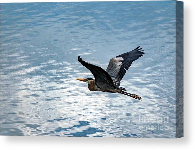 Great Canvas Print featuring the photograph Great Blue Heron In Flight by Beachtown Views
