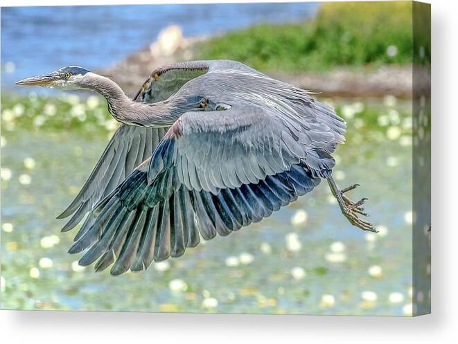 Blue Heron Canvas Print featuring the photograph Great Blue Heron by Jerry Cahill