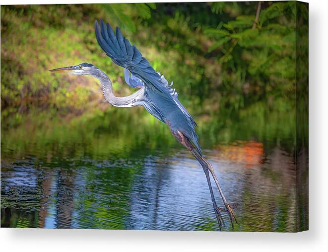 Great Blue Heron Canvas Print featuring the photograph Great Blue Heron Takes Flight by Mark Andrew Thomas