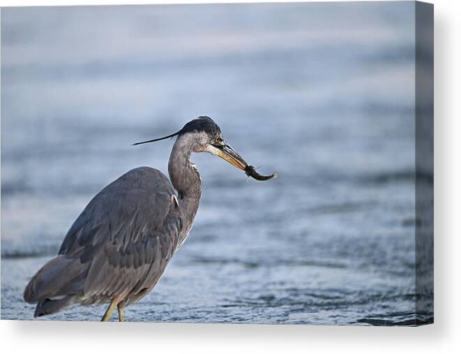 Ardea Herodias Canvas Print featuring the photograph Great Blue Heron With a Catch by Amazing Action Photo Video