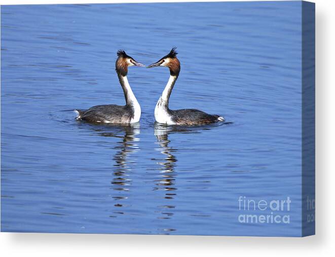 Birds Canvas Print featuring the photograph Great Crested Grebes by Stephen Melia