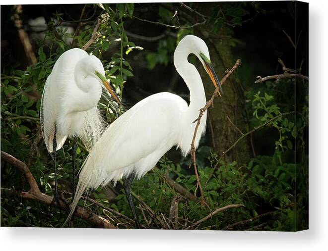 Wildlife Canvas Print featuring the photograph Great Egret Pair Nest Building by Kristia Adams