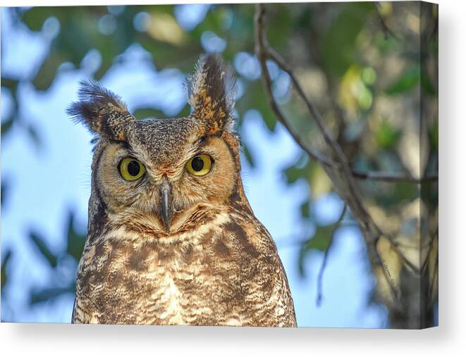 Owl Canvas Print featuring the photograph Great Horned Owl by Christopher Rice