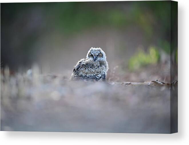 Owl Canvas Print featuring the photograph Great-horned owlet,- Bubo Virginianus by Amazing Action Photo Video
