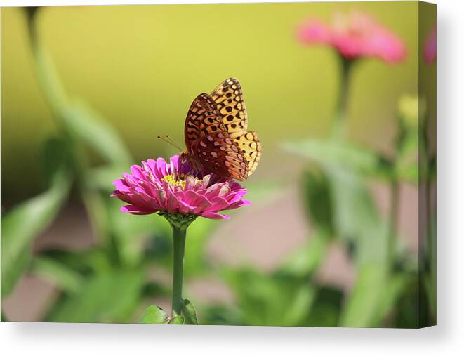 Butterfly Canvas Print featuring the photograph Great Spangled Fritillary by Scott Burd
