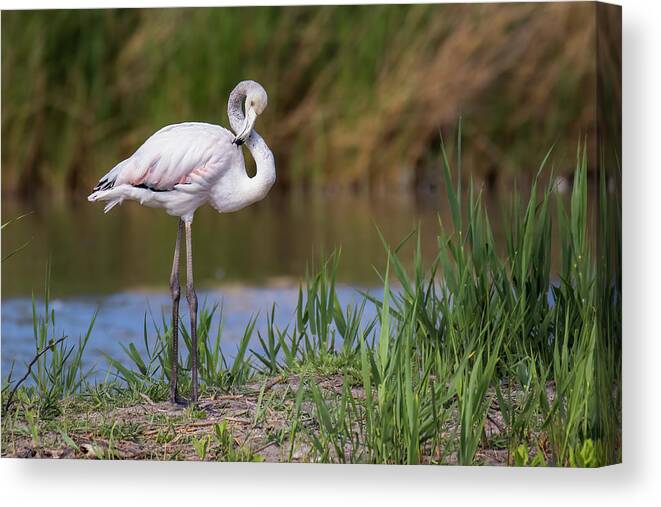 Animal Canvas Print featuring the photograph Greater flamingo juvenile - Phoenicopterus roseus by Jivko Nakev